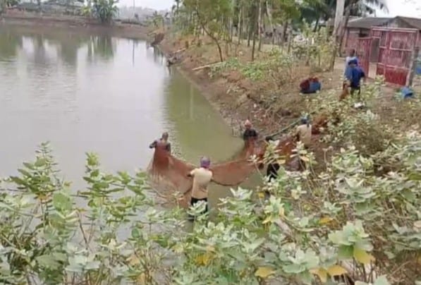মিহিরুজ্জামান সাতক্ষীরাঃ সাতক্ষীরার শ্যামনগরে বিএনপির নেতার নেতৃত্বে ১৪ বিঘা আয়তনের কালিঞ্চি সরকারি দীঘি থেকে লক্ষাধিক টাকা মুল্যের মাছ লুটের অভিযোগ