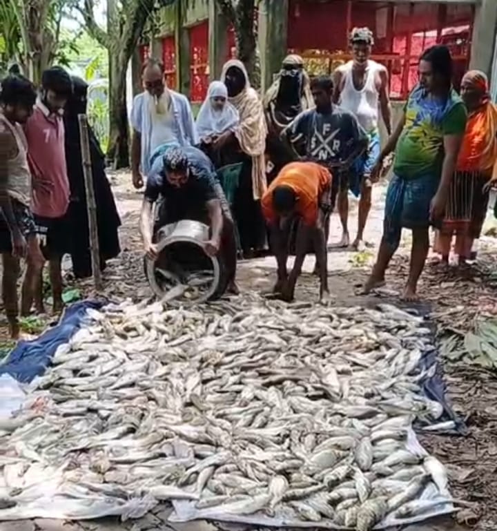 গাজীপুরে পুকুরে বিষ প্রয়োগ: ৩ থেকে ৪ লাখ টাকার মাছ নিধন, থানায় মামলা