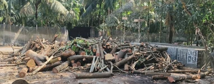 গাজীপুরের শ্রীপুরে বন উজাড়ের অভিযোগ, শাকিলের নামে উঠেছে সহযোগিতার অভিযোগ
