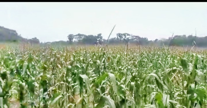 পাগলা থানার লামকাইন গ্রামের কৃষকদের এবার ও ভুট্টার বাম্পার ফলনের প্রত্যাশা।